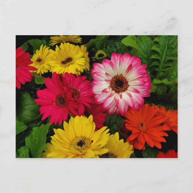 Colorful daisies postcard (Front)