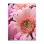 Colorful Daisies Postcard