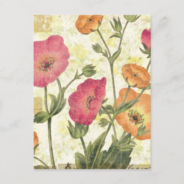 Colorful Daisies Postcard (Front)