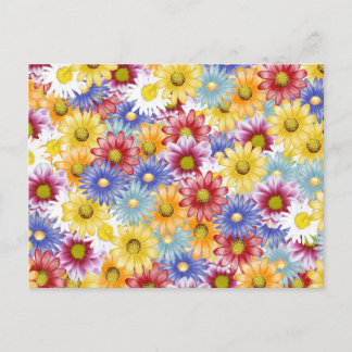 Colorful Daisy Flowers Postcard