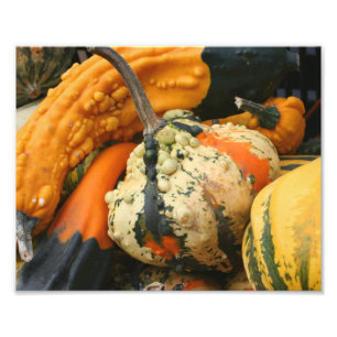Colorful Decorative Gourds Close Up Fall 8x10 Photo Print