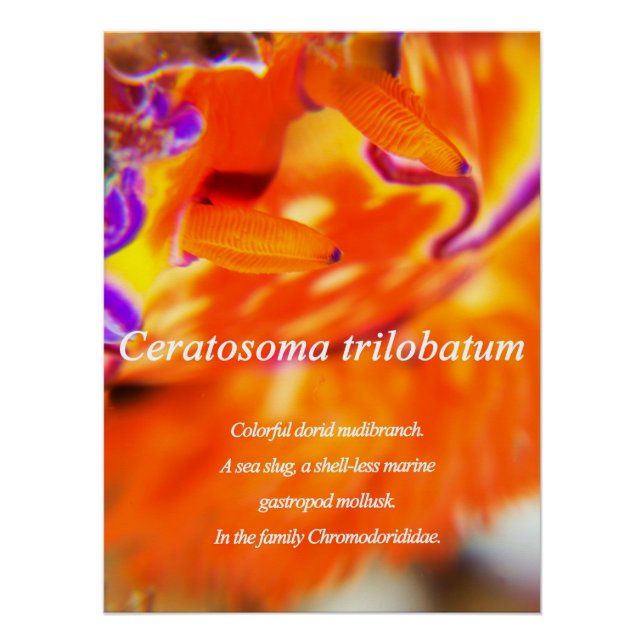 Colorful dorid nudibranch.  poster (Front)