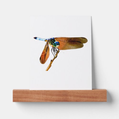 Colorful dragonfly on a branch picture ledge