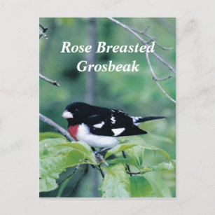 Colorful Dude, Rose Breasted Grosbeak Postcard