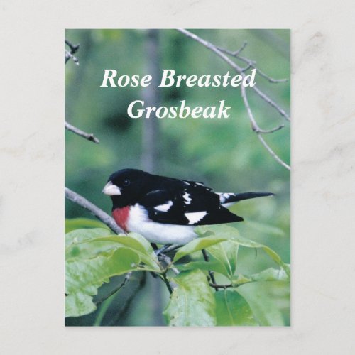 Colorful Dude Rose Breasted Grosbeak Postcard