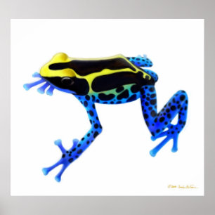 Colorful Dyeing Poison Frog Print