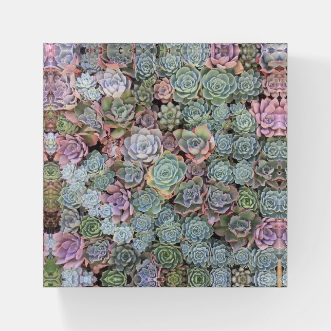 Colorful Echeveria Succulent Glass Paperweight (Front)