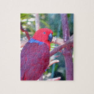 Colorful eclectus parrot jigsaw puzzle