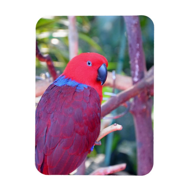 Colorful eclectus parrot magnet (Vertical)