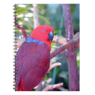 Colorful eclectus parrot notebook