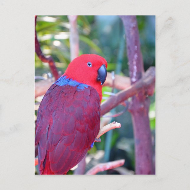 Colorful eclectus parrot postcard (Front)