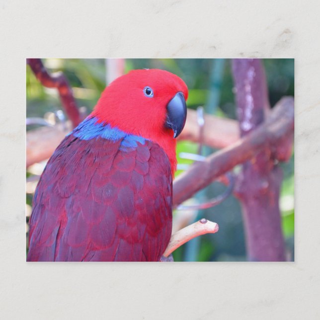 Colorful eclectus parrot postcard (Front)