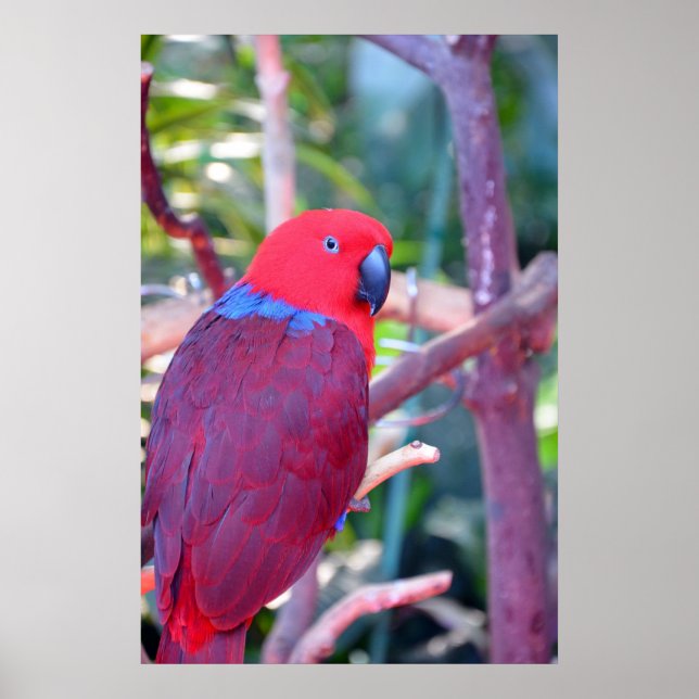 Colorful eclectus parrot poster (Front)