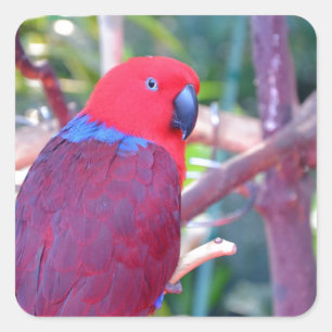 Colorful eclectus parrot square sticker
