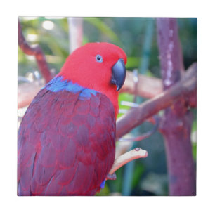 Colorful eclectus parrot tile
