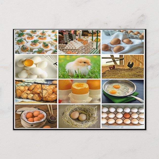 Colorful egg chicken prouct collage postcard (Front)