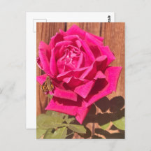 Colorful Elegant Pink Floral Pink Flower