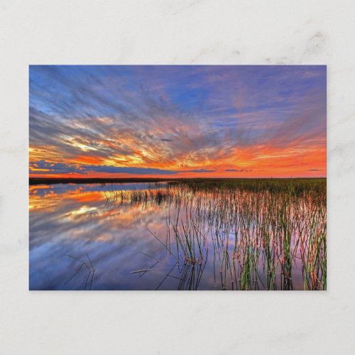 Colorful Everglades Sunset Postcard