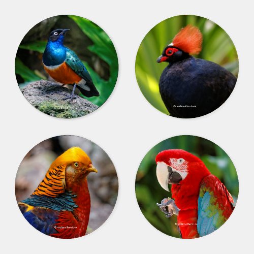 Colorful Exotic Tropical Birds of the World Coaster Set