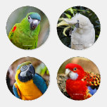 Colorful Exotic Tropical Birds Parrots Coaster Set at Zazzle