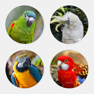 Colorful Exotic Tropical Birds Parrots Coaster Set
