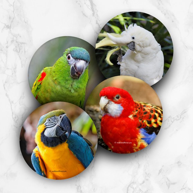 Colorful Exotic Tropical Birds Parrots Coaster Set (Colorful Exotic Tropical Birds Parrots Coaster Cover Photo)