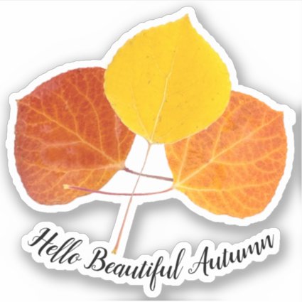 Colorful Fall Aspen Leaf Photos Custom 