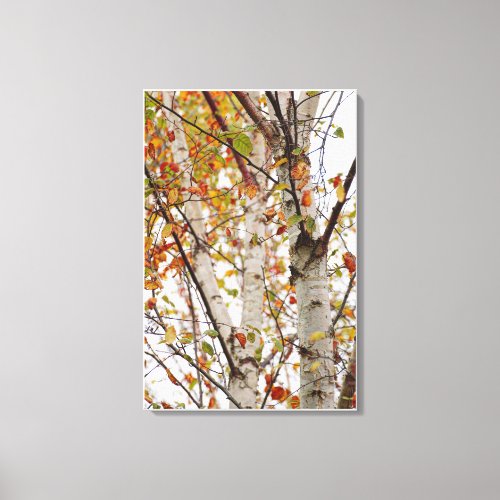 Colorful Fall Birch Trees Orange Red Yellow Leaves Canvas Print