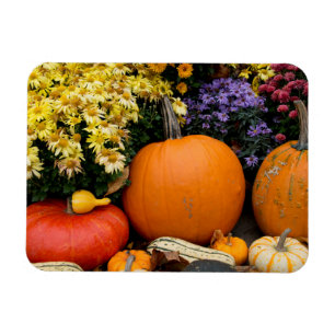 Colorful fall decorative pumpkin display magnet