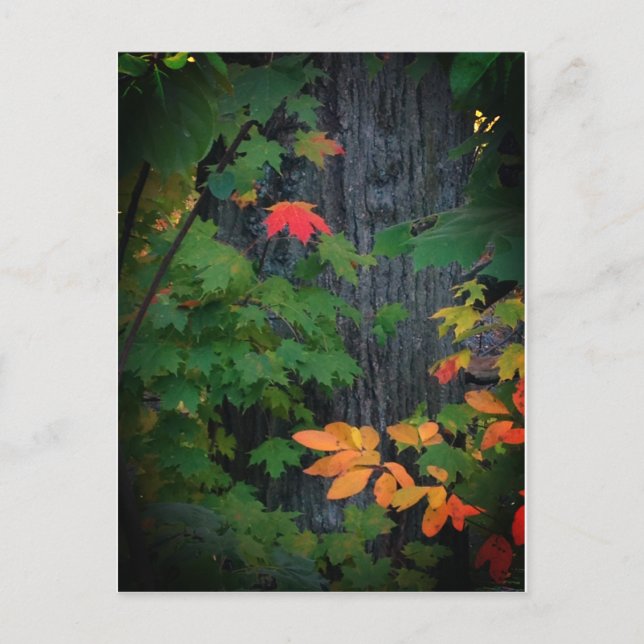 colorful fall leaf postcard (Front)