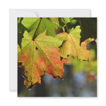 Colorful fall leaves