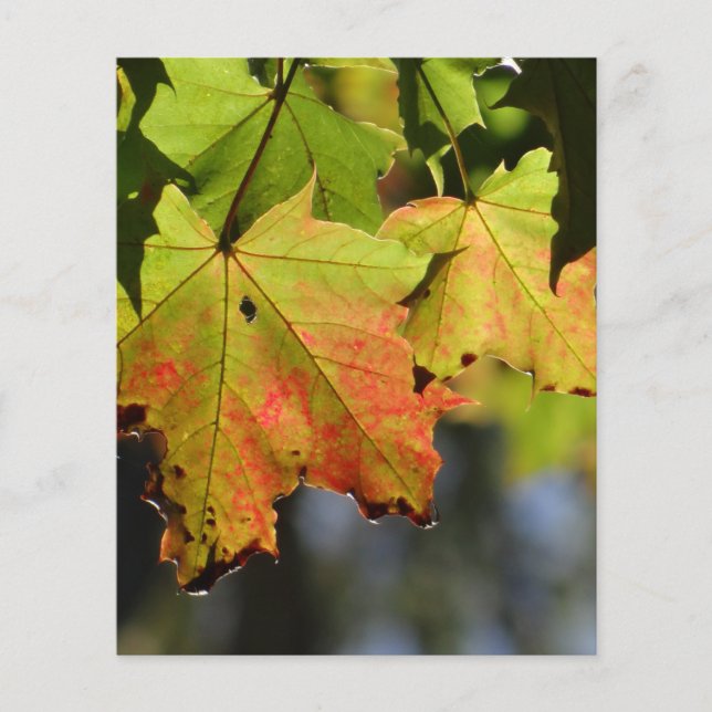 Colorful fall leaves flyer (Front)