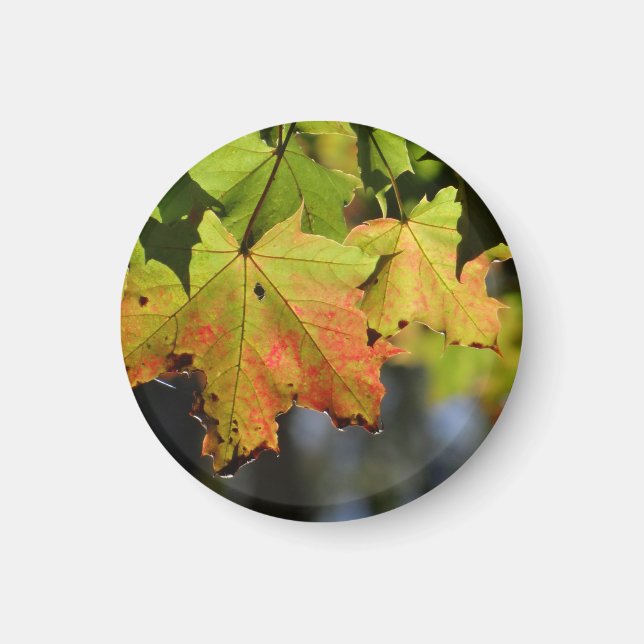 Colorful fall leaves magnet (Front)