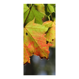 Colorful fall leaves rack card
