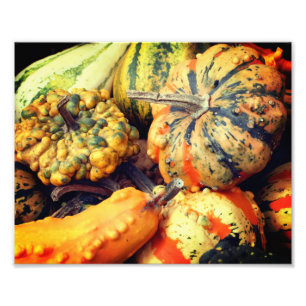 Colorful Fancy Gourds Close Up 8x10 Photo Print
