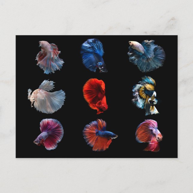 Colorful Fish postcard (Front)