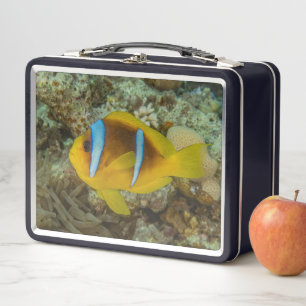 Colorful Fish Swimming in the Red Sea Eilat Israel Metal Lunch Box