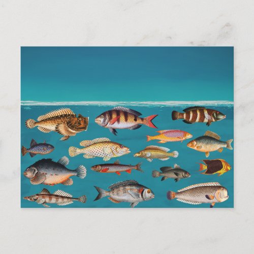 Colorful Fish Under Blue Ocean Water  Holiday Postcard