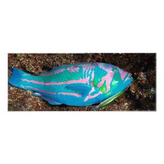 Colorful Fish with amazing "80s" natural colors Photo Print