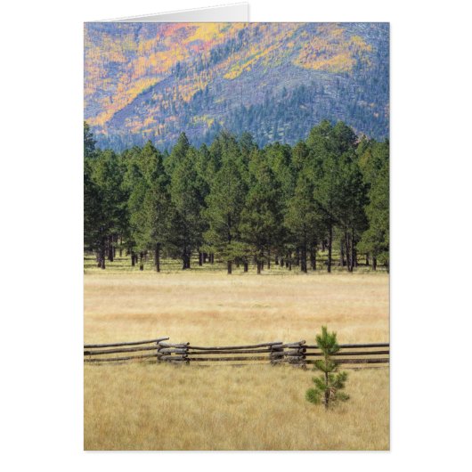 Colorful Flagstaff field (Front)