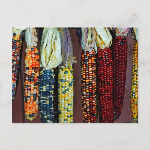 Colorful Flint or Indian Corn Postcard