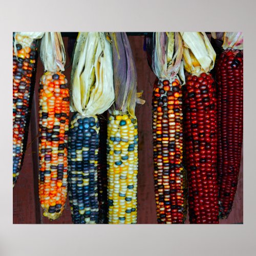 Colorful Flint or Indian Corn Poster