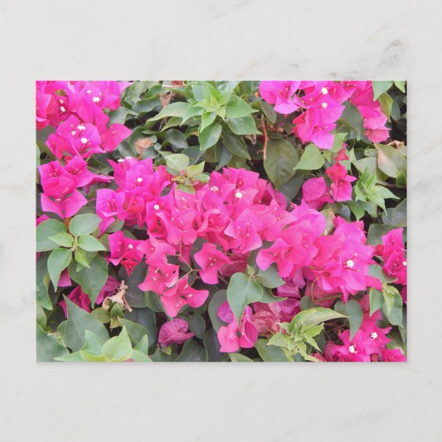 COLORFUL FLORA #7 POSTCARD (Front)