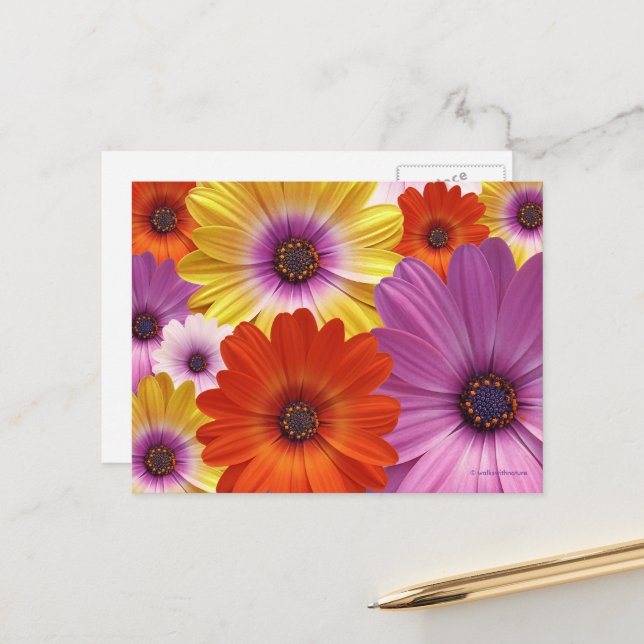 Colorful Floral Medley of African Daisies Postcard (Front/Back In Situ)