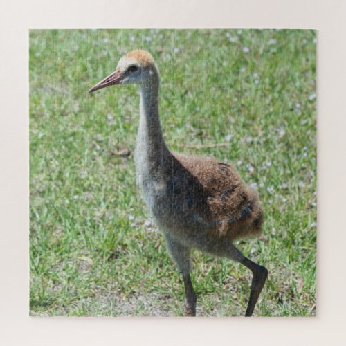 Colorful Florida Sandhill Cranes Wildlife Photo Jigsaw Puzzle