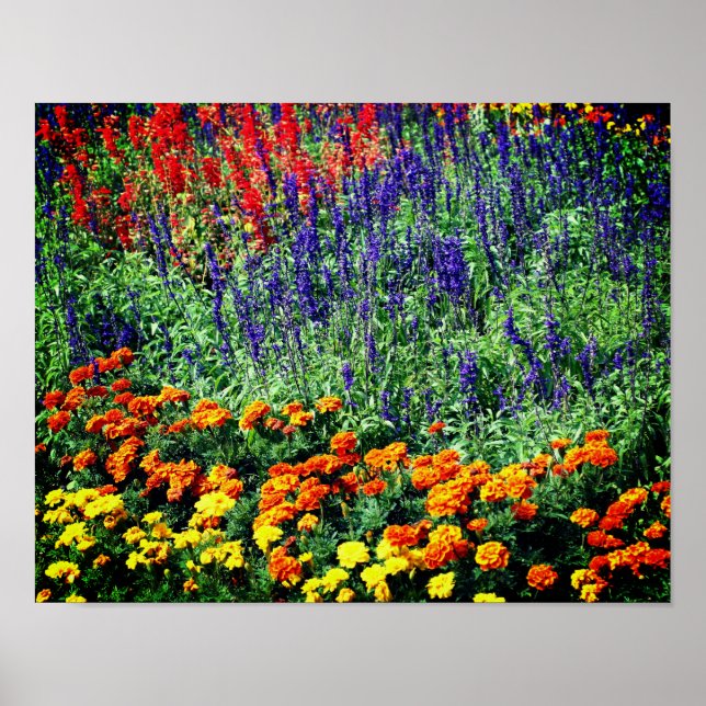 Colorful Flower Garden In Summer  Poster (Front)