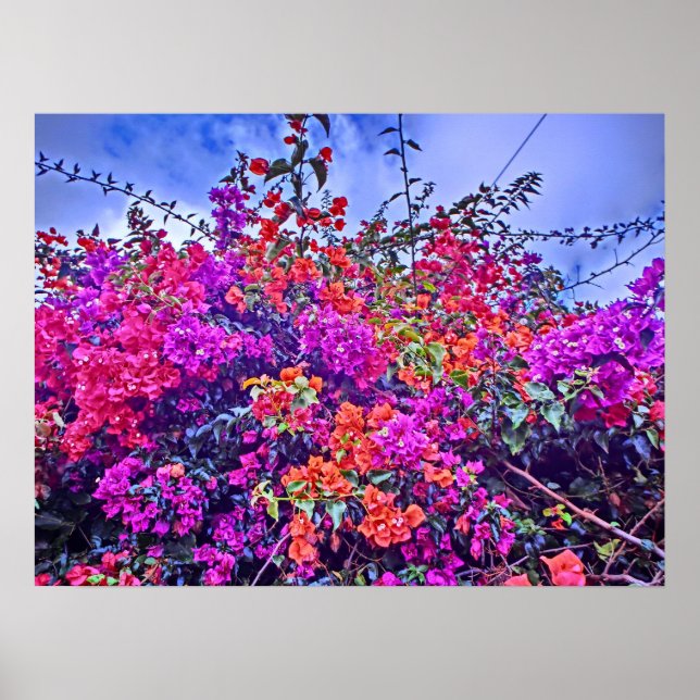 Colorful flower poster (Front)