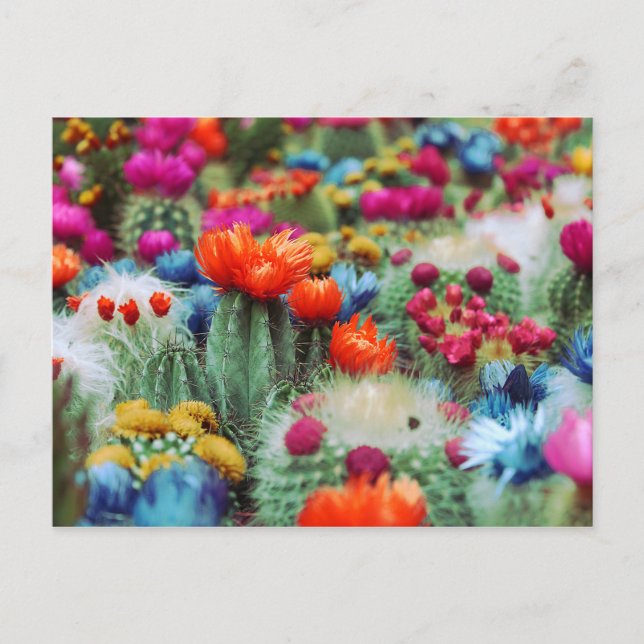 Colorful Flowering Cactus Garden Postcard (Front)