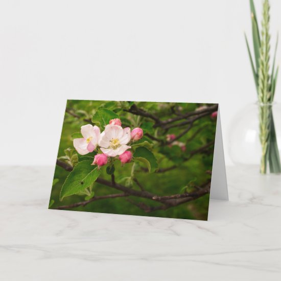 [Colorful Flowers] Apple Blossom  - Any Occasion Card