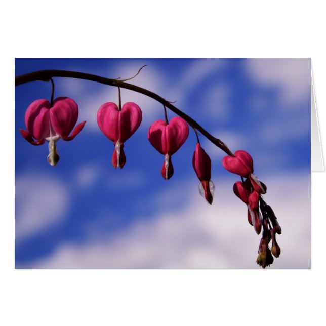 [Colorful Flowers] Bleeding Heart Greeting Card (Front Horizontal)